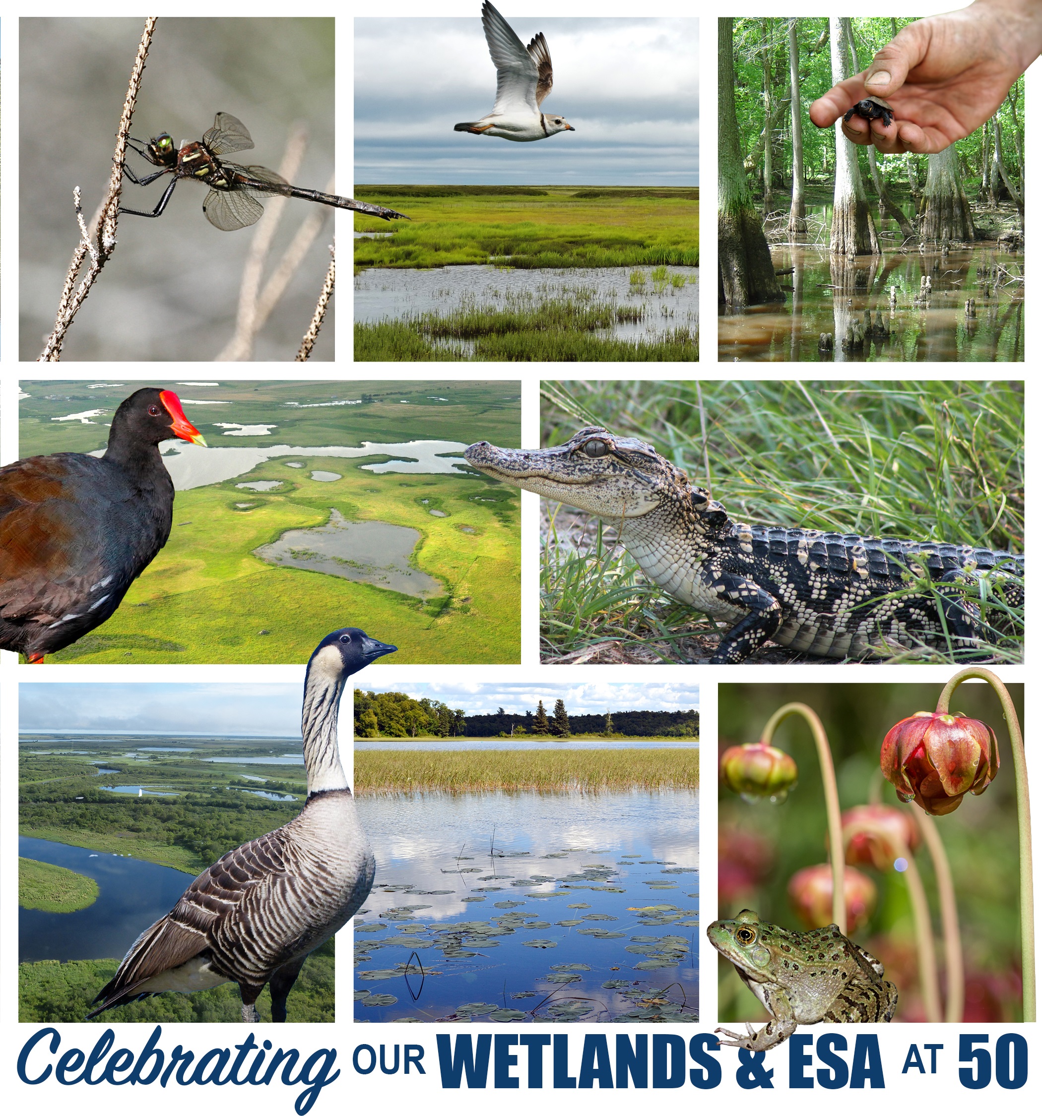 American Wetlands Month