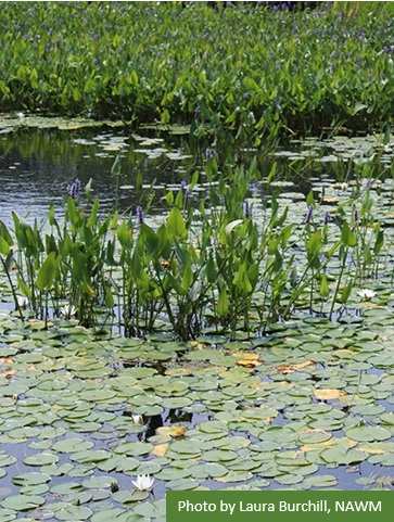 Wetlands