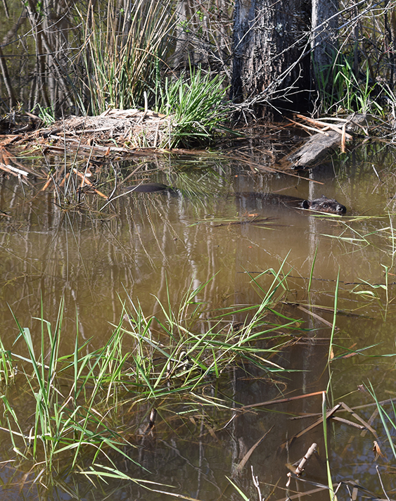 NAWM-BLM Beaver-Related Restoration Training Series