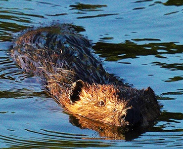Beaver Webinar