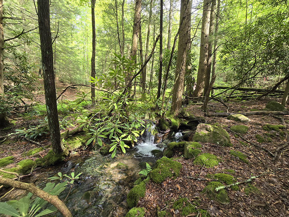 Jillian Olsen, Cherry Ridge Consulting LLC