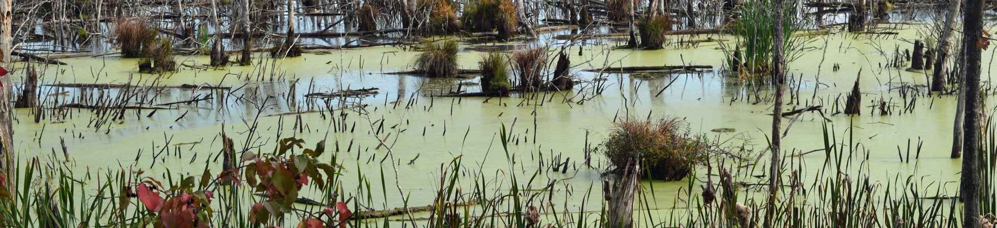 Tribal Wetland Programs