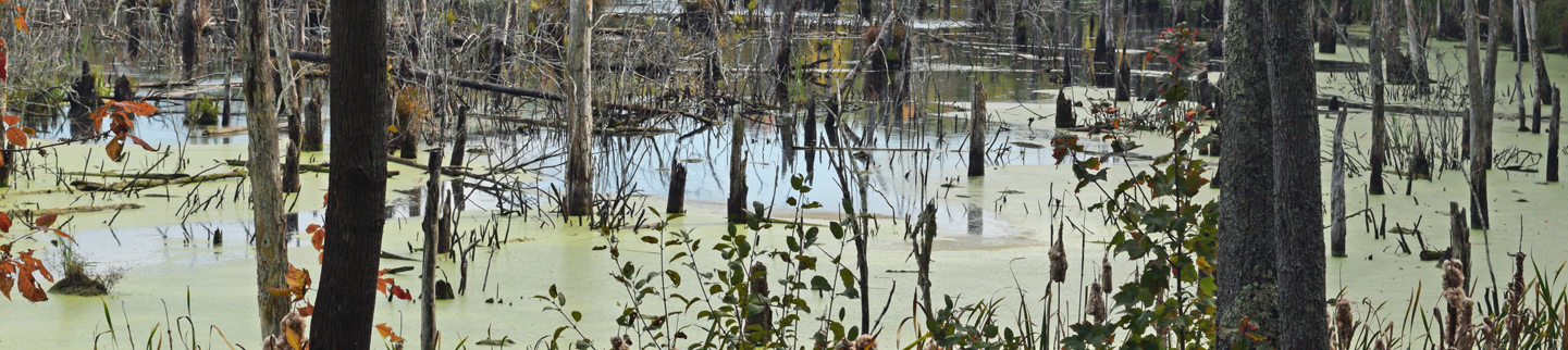 State Wetland Program Plans