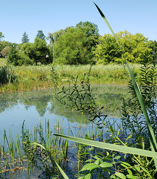 Tribal Wetland Programs