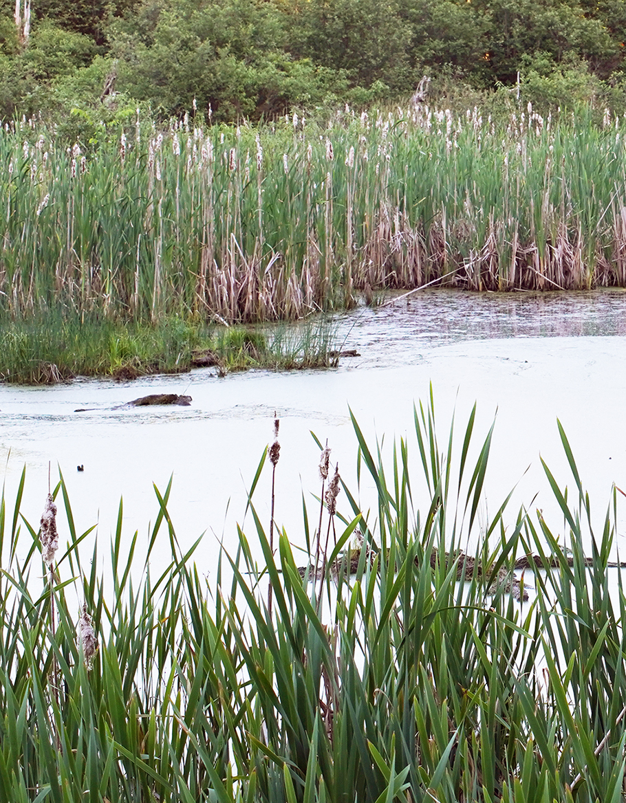 Wetland Mapping Tools