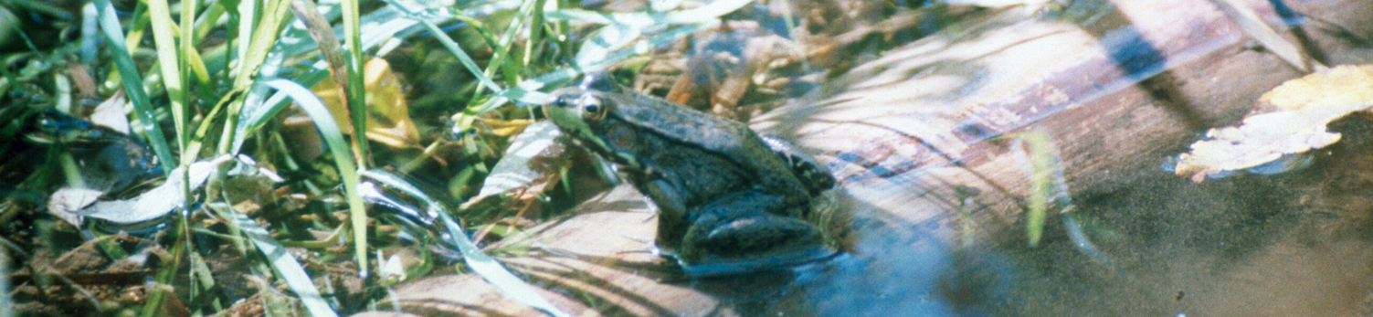 Wetland Programs