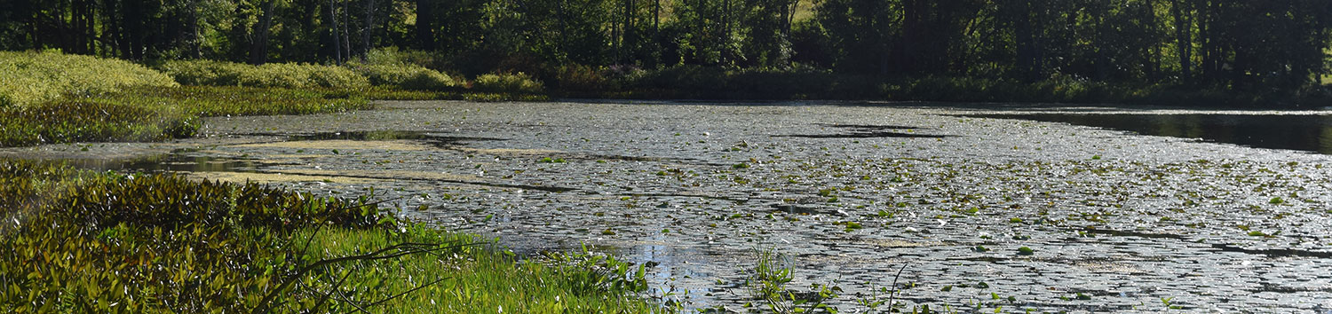 Wetland Water Quality Standards 