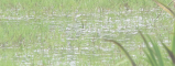 MARSH MENTOR