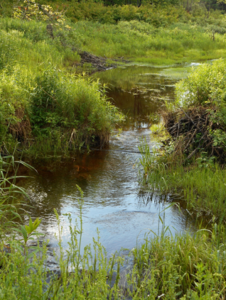 Wetland Restoration