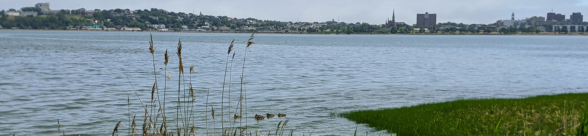 Local Wetland Programs